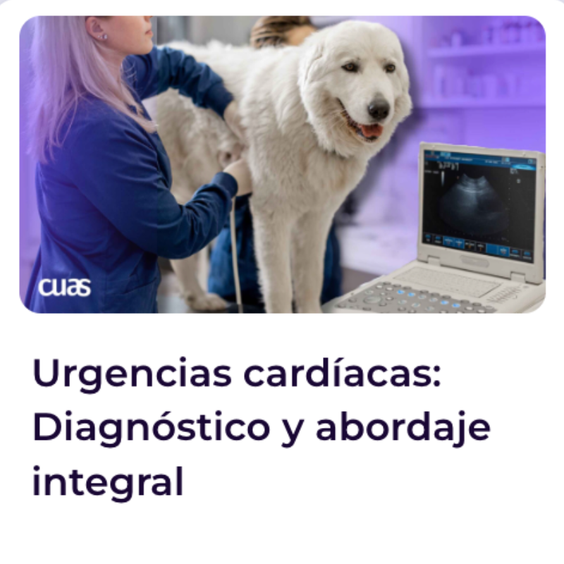 Black Friday - Cursos intensivos VET