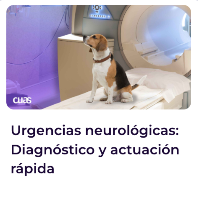 Black Friday - Cursos intensivos VET
