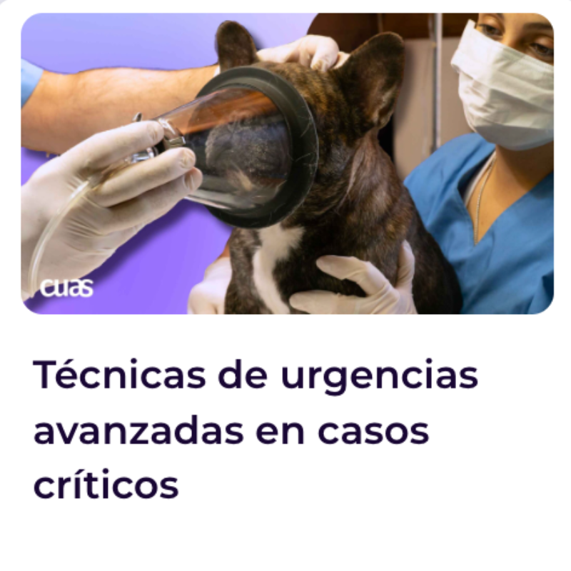 Black Friday - Cursos intensivos VET