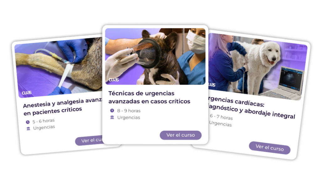 Cursos intensivos para veterinarios