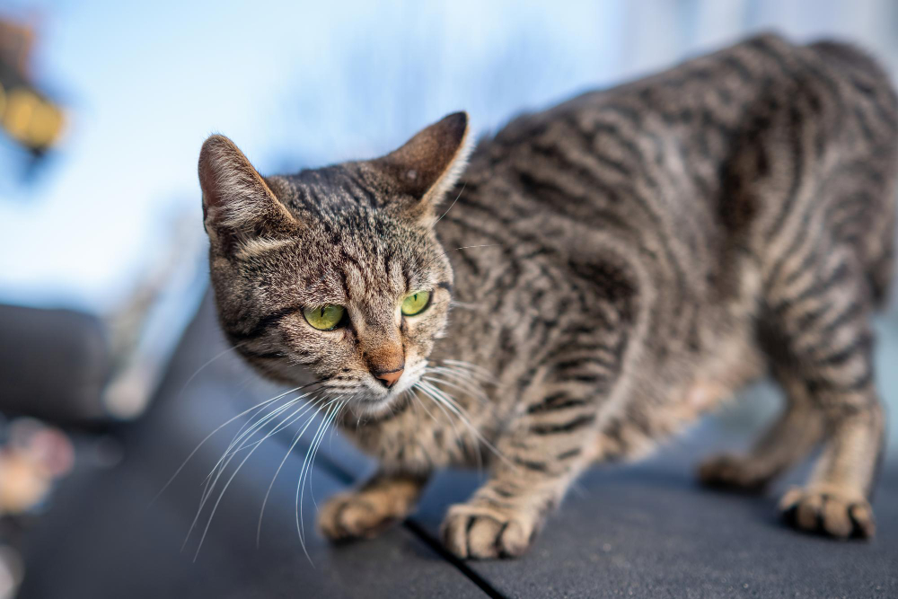 Nuevos descubrimientos en la farmacología veterinaria para el tratamiento del asma en gatos