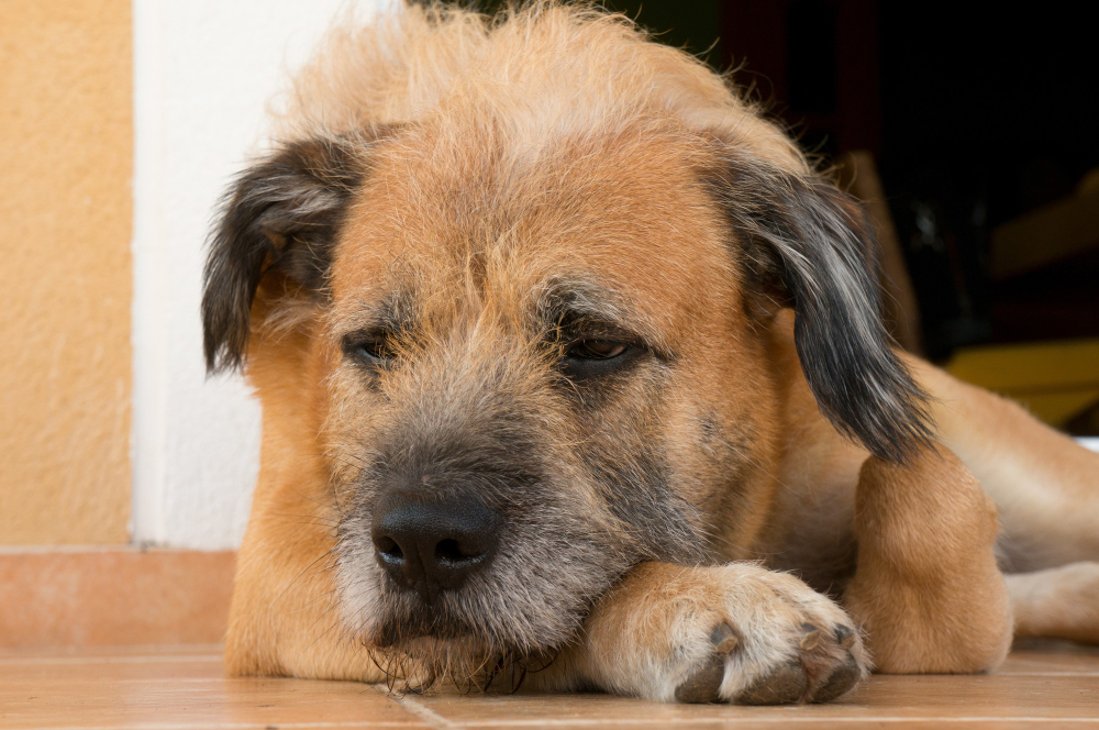 Técnicas de intervención rápida para ataques cardíacos en perros