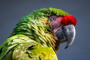 Técnicas de diagnóstico por imagen en aves exóticas