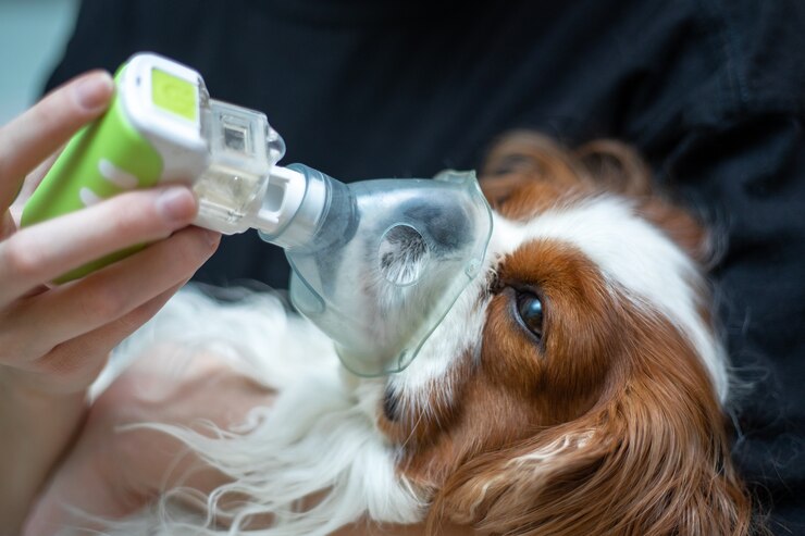 Disnea en perros: causas, diagnóstico y tratamiento