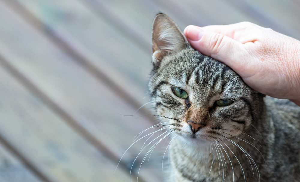 Actualización sobre el manejo de la fibrosis pulmonar en gatos