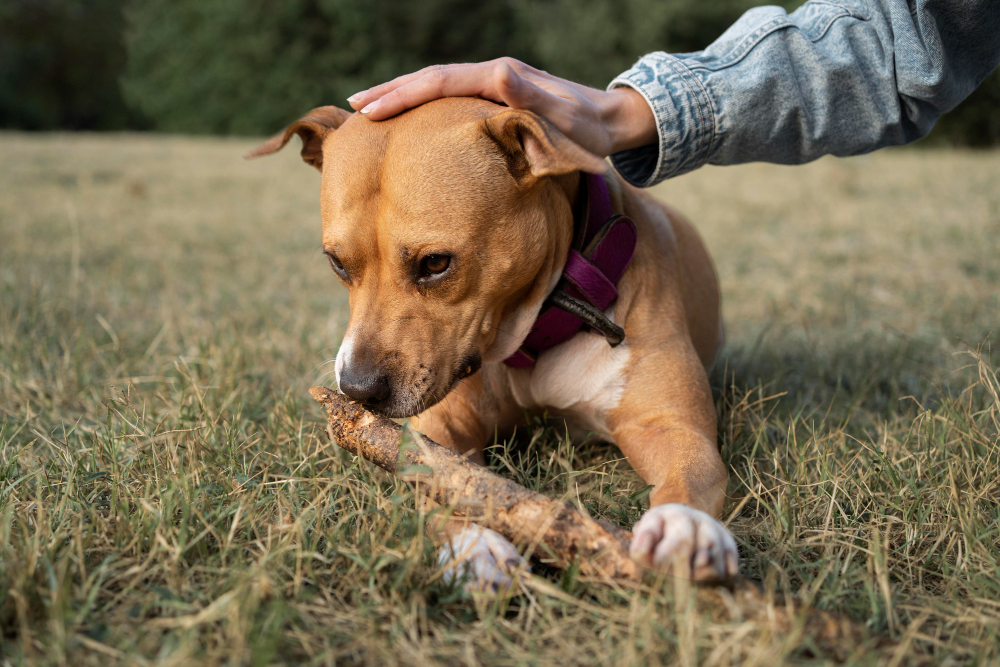 Tendencias en el tratamiento de la gastroenteritis hemorrágica en perros