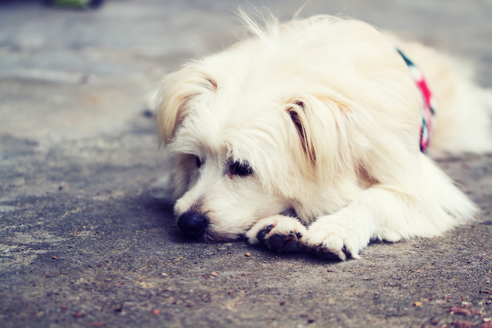 Estrategias de tratamiento para la hipertensión pulmonar en caninos