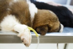 Manejo de la insuficiencia pancreática exocrina en perros