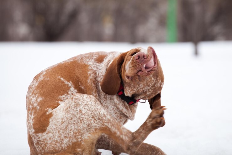 Prurito en perros: causas, diagnóstico y tratamiento