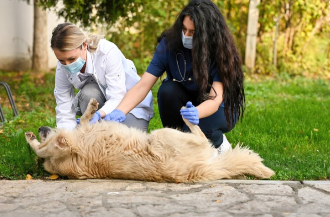 Mejores prácticas para la atención de emergencia en clínicas veterinarias: protocolos, equipos y organización