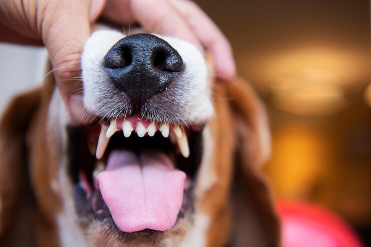 Ulceraciones en la lengua, encías o paladar en perros y gatos