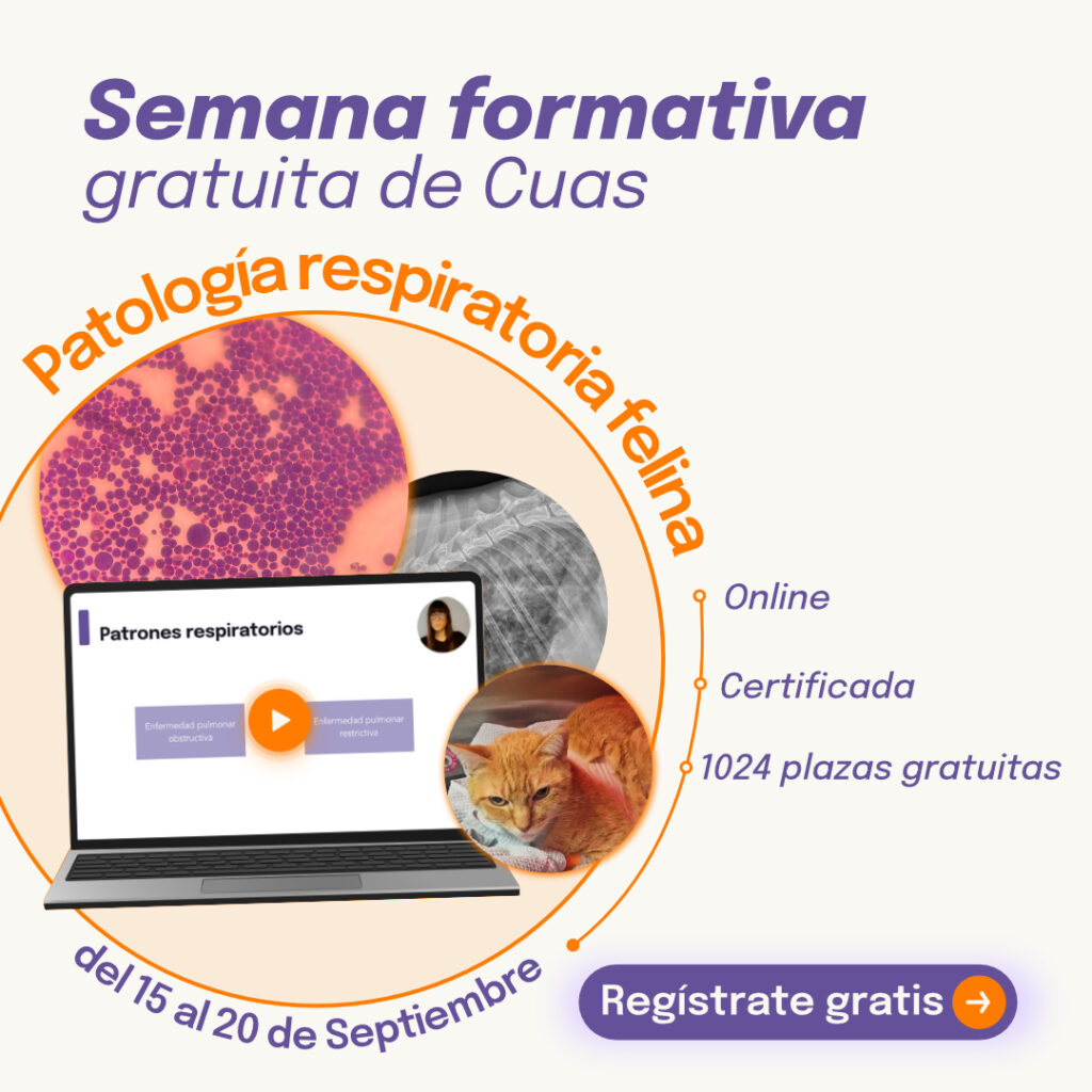 Semana formativa gratuita de Cuas: patología respiratoria felina, del 15 al 20 de septiembre